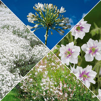 Kollektion weißblühender Stauden (x9) - Agapanthus, cerastium tomentosum, gaura lindheimeri, geranium pratens