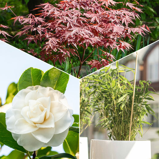 Japanische Kamelie, Muriel-Bambus, Fächer-Ahorn (x3) - Camellia japonica, Arundinaria murielae, Acer palmatum Atropurpureum
