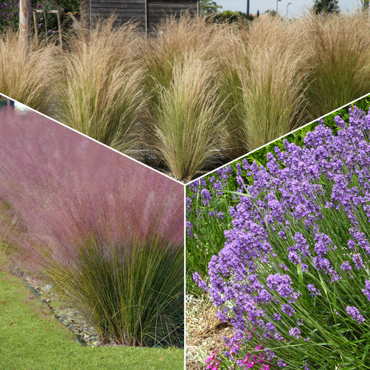 Staudenkollektion für moderne Außenbereiche (x6) - Stipa tenuissima, Muhlenbergia capillaris, Lavandula angustifolia - Gartenpflanzen