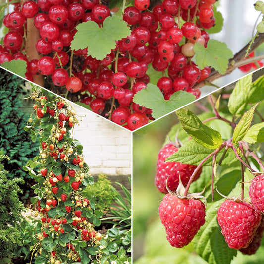 Sammlung von Obstbäumen mit roten Früchten (x9) - Rubus idaeus 'sumo 2', ribes rubrum 'rovada', frag - Obst