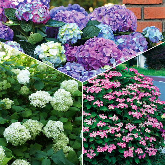 Hortensien-Kollektion für blühende Beete und Hecken. (x3) - Hydrangea macrophylla