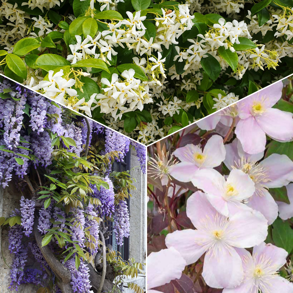Kletterpflanzen-Kollektion mit reicher Blüte (x3) - Clematis montana  Mayleen , Trachelospermum jasminoides, Wisteria frutescens Amethyst Falls