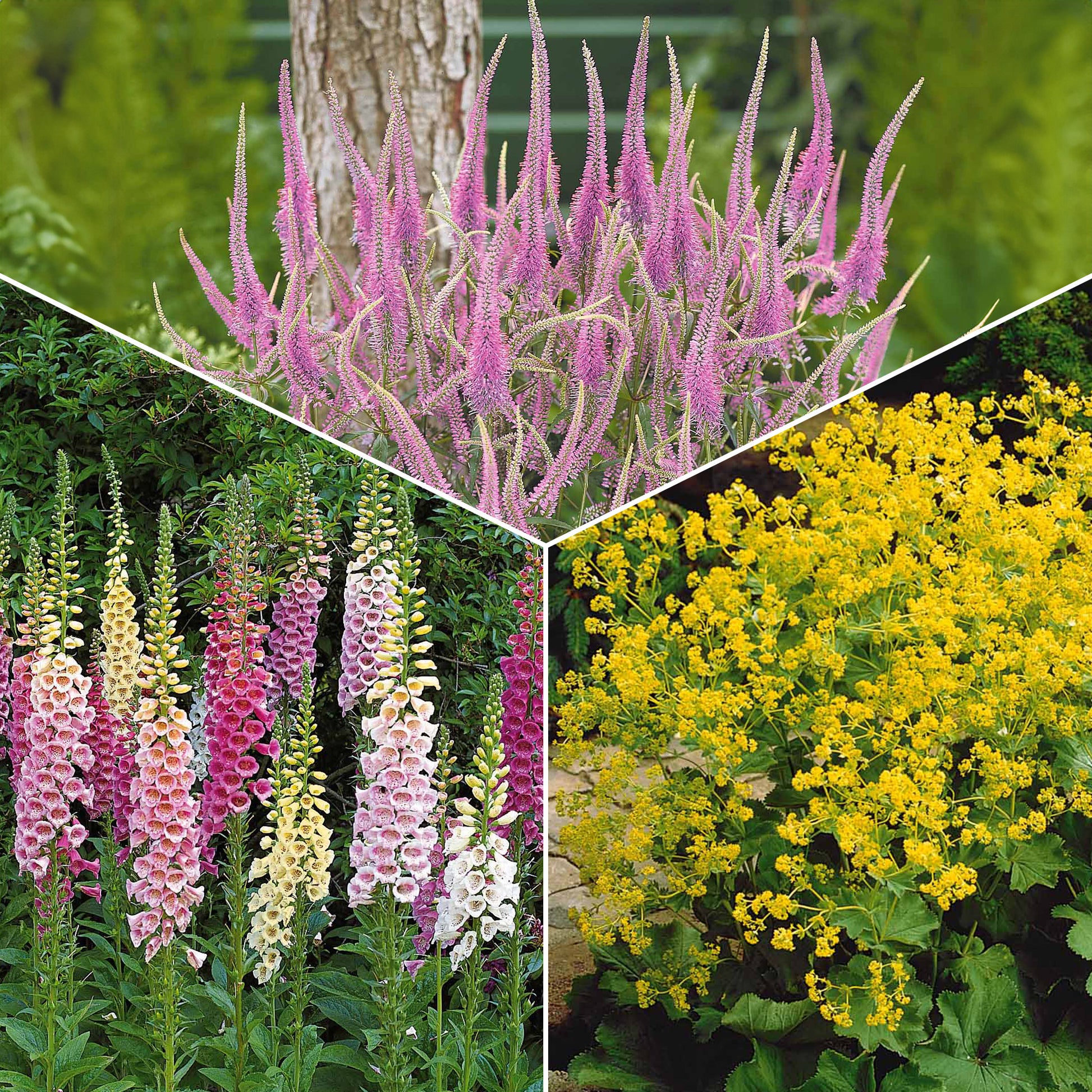 Sammlung von Stauden für den Halbschatten. (x9) - Veronicastrum virginicum, digitalis purpurea, alchemilla mollis - Gartenpflanzen