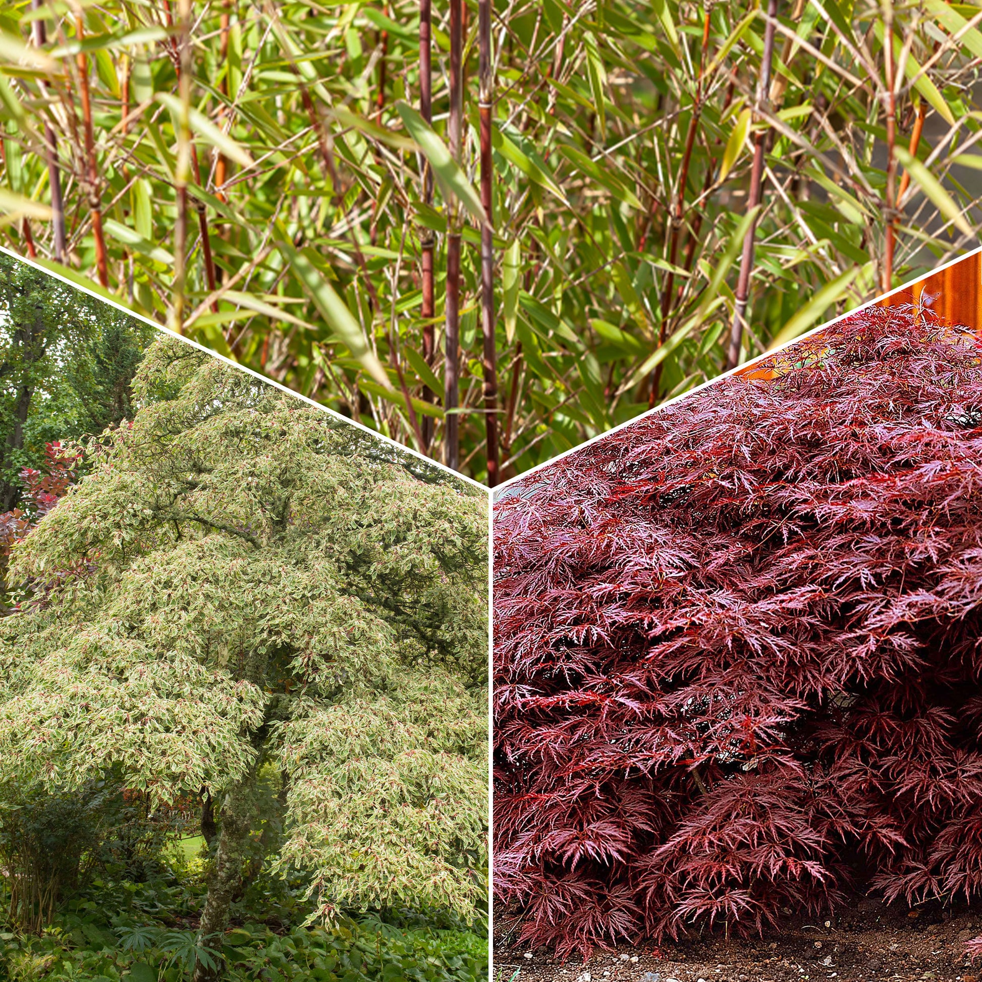 Gartenbambus, Pagoden-Hartriegel, Fächerahorn (x3) - Fargesia scabrida, cornus controversa, acer palmat - Sträucher