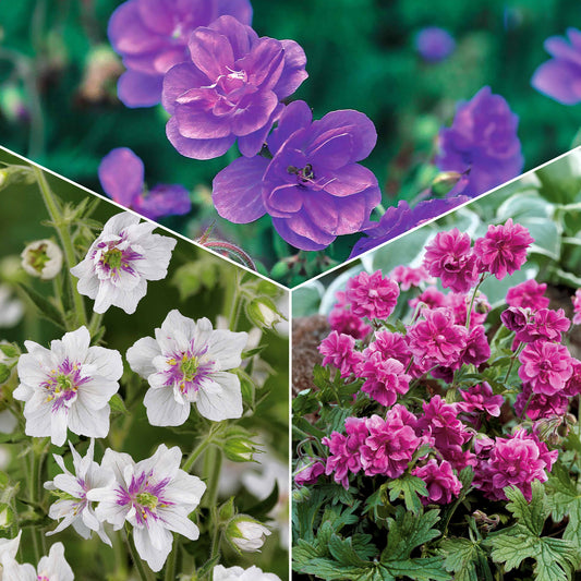 Sammlung mehrjähriger Geranien mit gefüllten Blüten (x6) - 2geranium caeruleum, 2 double jewel, 2 birch double - Sträucher und Stauden