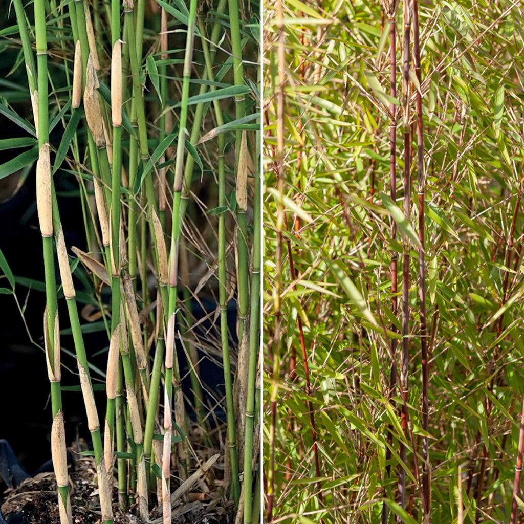 Nicht-ausläuferbildender Bambus Kollektion (x2) - Fargesia robusta  campbell, fargesia scabrida asian wonder