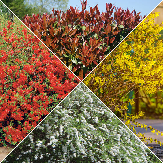 Sammlung Frühlingshecke (x 4) - Photinia, Forsythia, Spireae Grefsheim , Chaneomeles - Gartenpflanzen