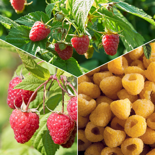 Himbeeren Mischung (2 Sumo 2, 2 FallGold, 2 Marastar) (x6) - Bakker