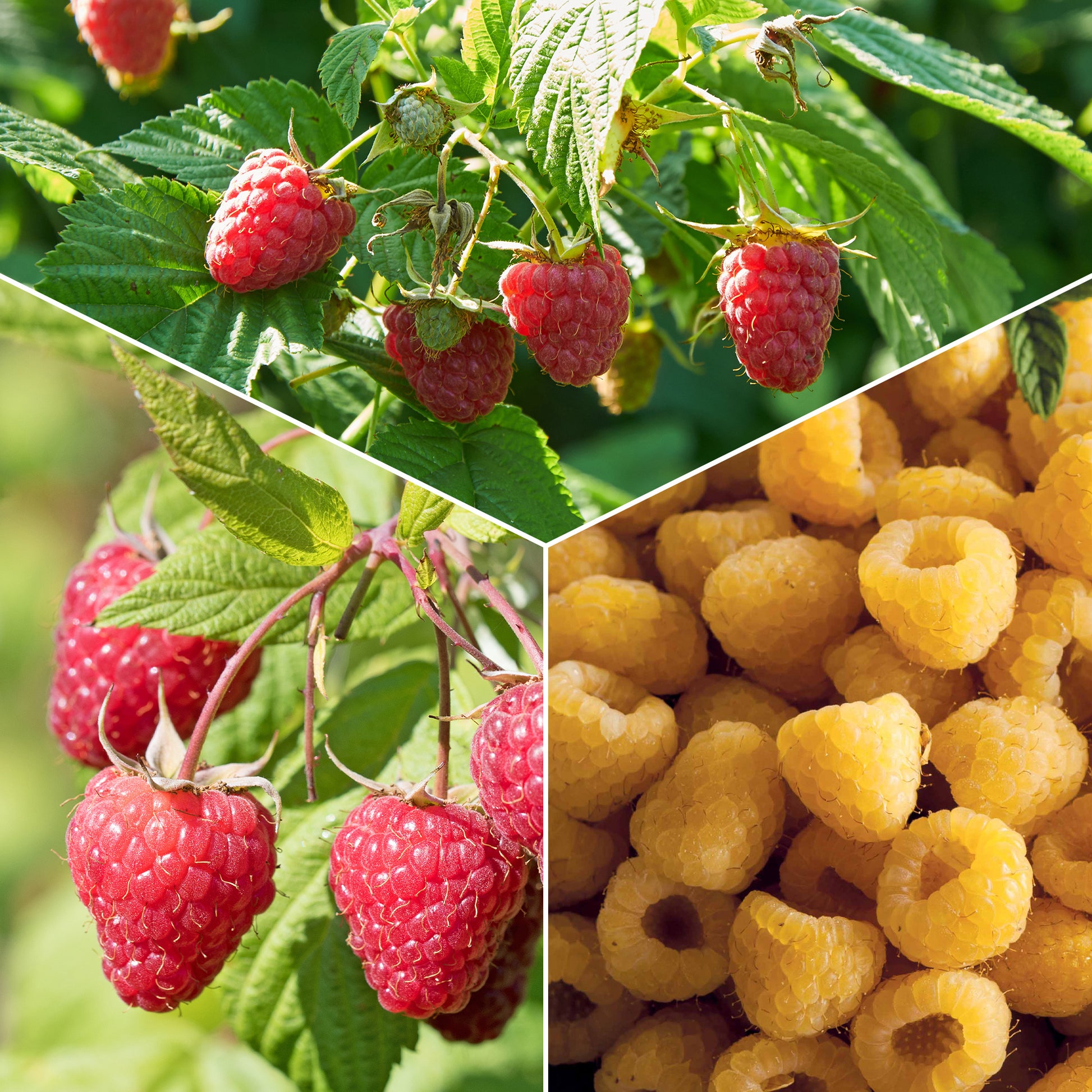 Himbeeren Mischung (2 Sumo 2, 2 FallGold, 2 Marastar) (x6) - Rubus idaeus marastar ®, sumo 2, fallgold - Obst