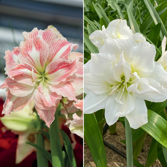 Amaryllis rosa und weiß