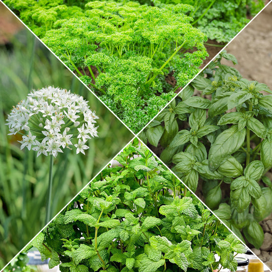 Sammlung von Aromaten #1 - Bakker