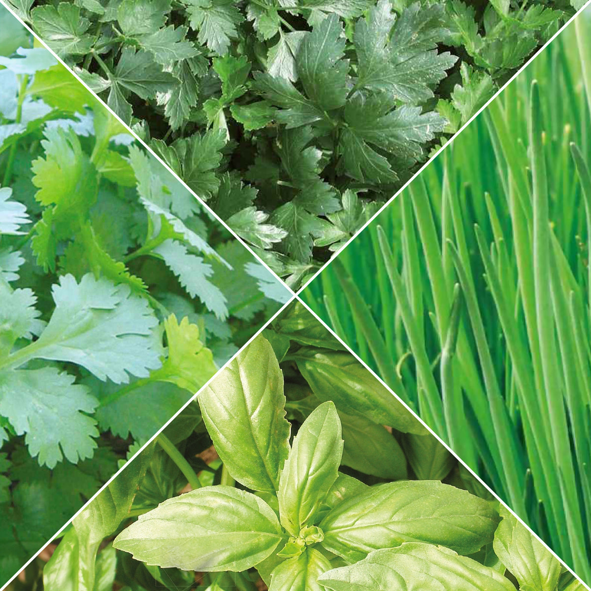 Sammlung von Bio-Aromaten - Bakker