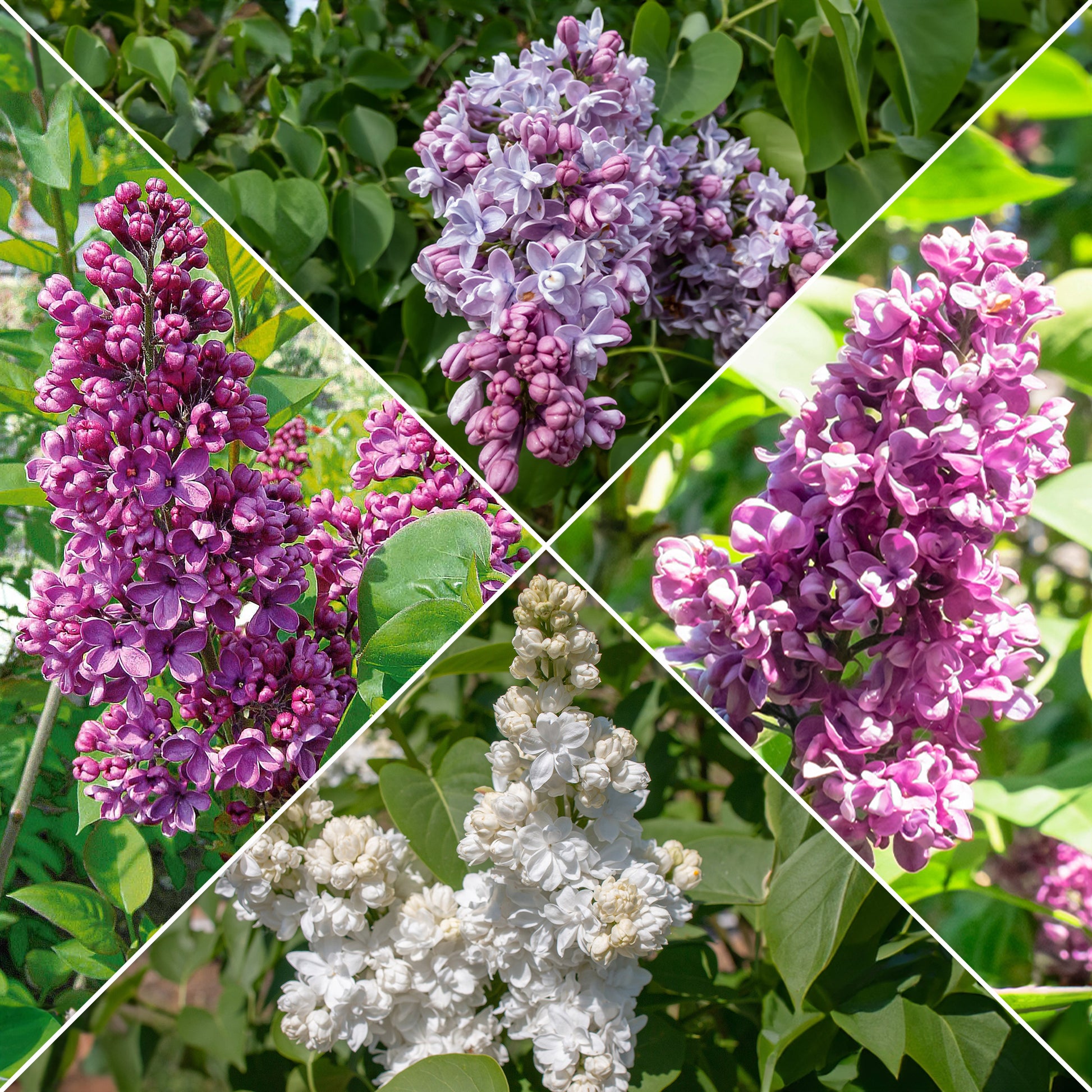 Gefüllte Fliederkollektion: blau, rot, lila, weiß. (x4) - Syringa vulgaris - Gartenpflanzen