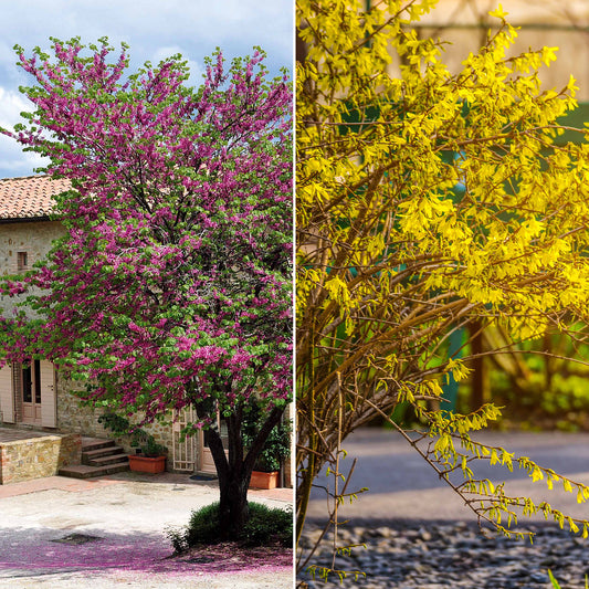 Sammlung von Sträuchern : Forsythie und Judasbaum (x2)