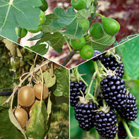 Sommerobstbaum Mischung (Maulbeere, Feige, Kiwi) (x3) - Bakker