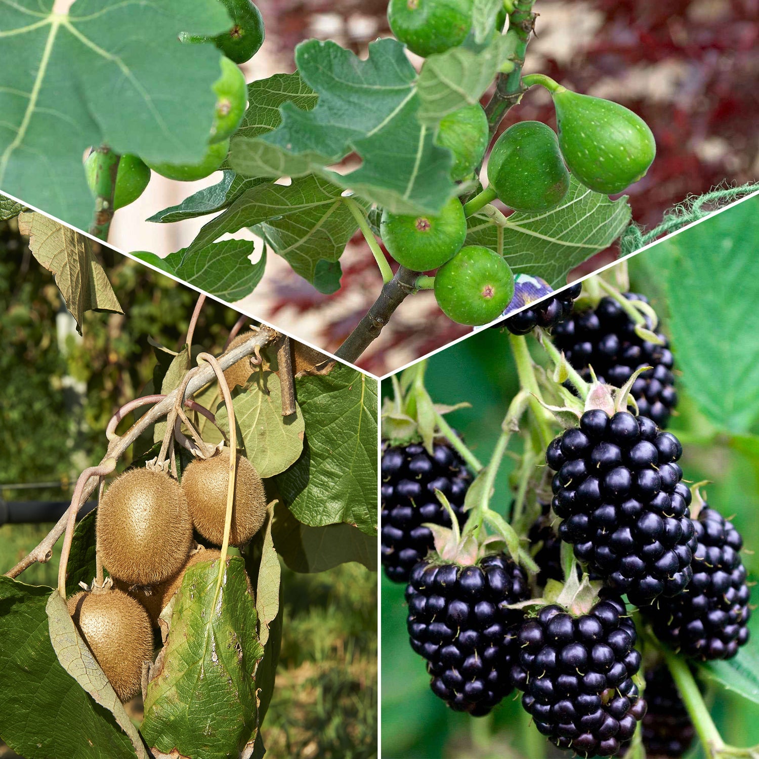 Bio-Obst