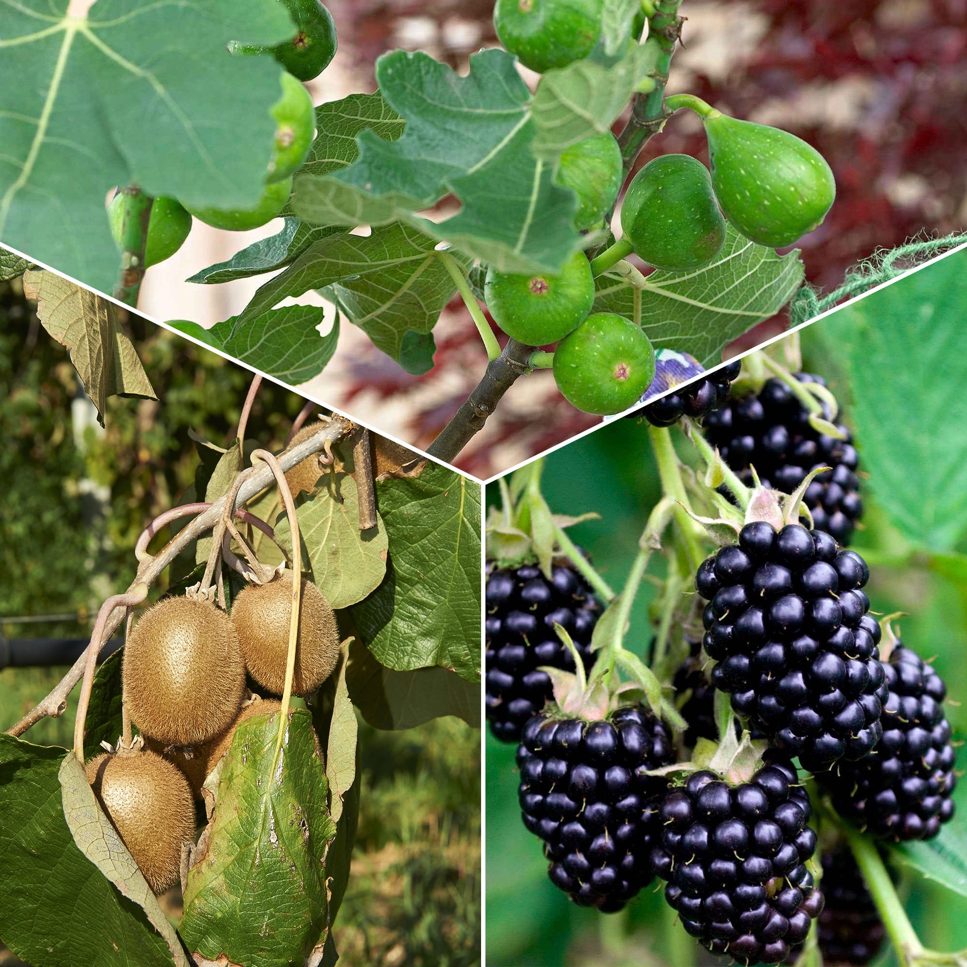 Sommerobstbaum Mischung (Maulbeere, Feige, Kiwi) (x3) - Morus nigra 'mulle', ficus gustissimo 'perretta', actinidia delciosio - Gartenpflanzen