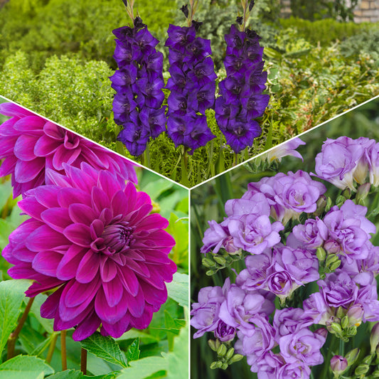 Blumenzwiebel Mischung 'The Purple Bag' (x20) - Bakker