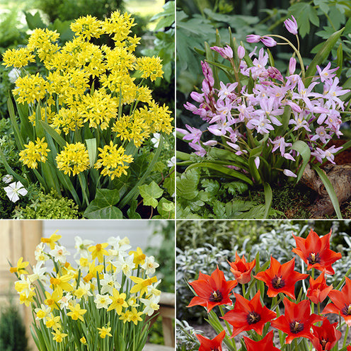 Blumenzwiebeln für 6 Monate Blütenpracht-Mischung (x100) - Bakker