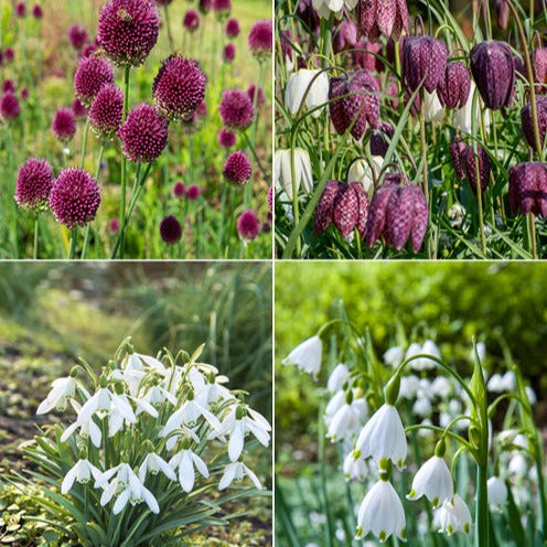 Blumenzwiebeln Schmetterlingsnahrung-Mischung (x70) - Eranthis, Galanthus, Leucojum, Muscari, Fritillaria, Tulipa, Allium - Bakker