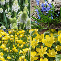 Blumenzwiebeln Schmetterlingsnahrung-Mischung (x70) - Bakker
