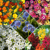 Sommerblumen-Saatteppich (x5)