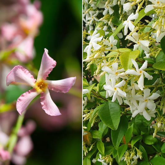 Sternjasmin rosa und weiß (x2) - Bakker