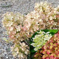 Rispenhortensie Pastelgreen® - Bakker