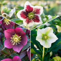 Frühlings-Christrosen Mischung (x4) - Bakker