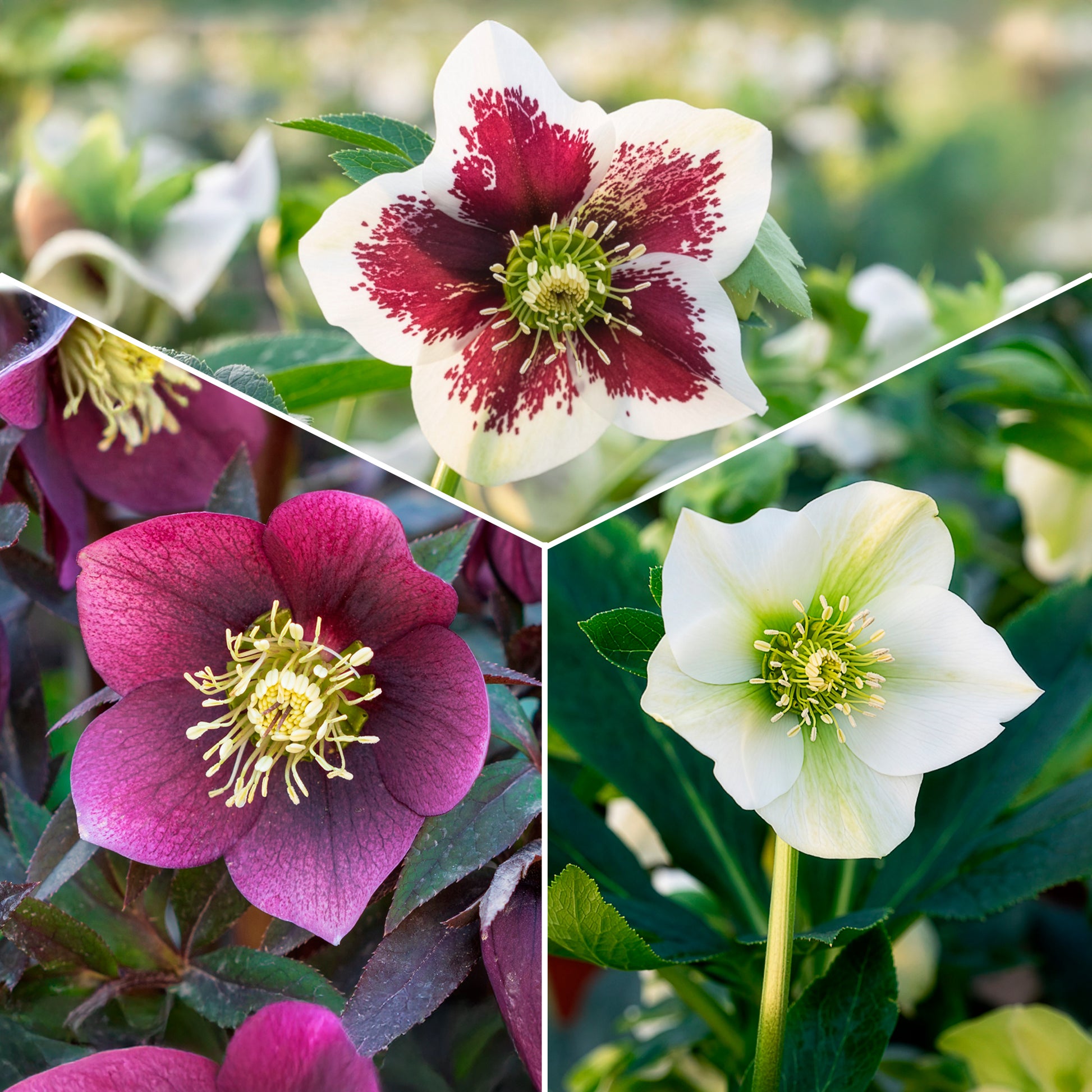 Frühlings-Christrosen Mischung (x4) - Bakker