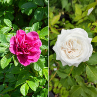 Botanische Rosen (x2) - Bakker