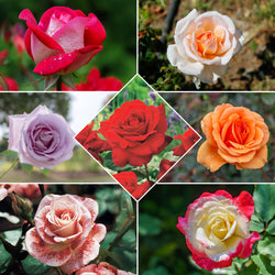 Strauchrosen Mischung - Bakker