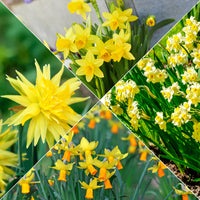 Kollektion mini Narzissen (x30) - Bakker