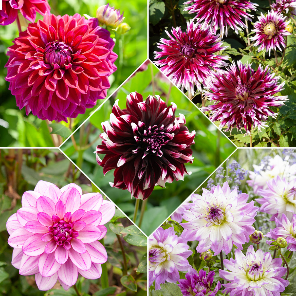 Große Dahlien Mischung (x5) - Bakker