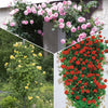 Kletterrosen Mischung (Ronsard, Golden Gate, Santana) (x3) - Bakker