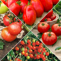 Sammlung von Tomaten - Bakker