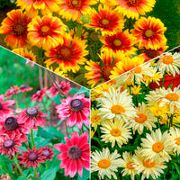 Bunte Margeriten-Kollektion (x6) - Bakker