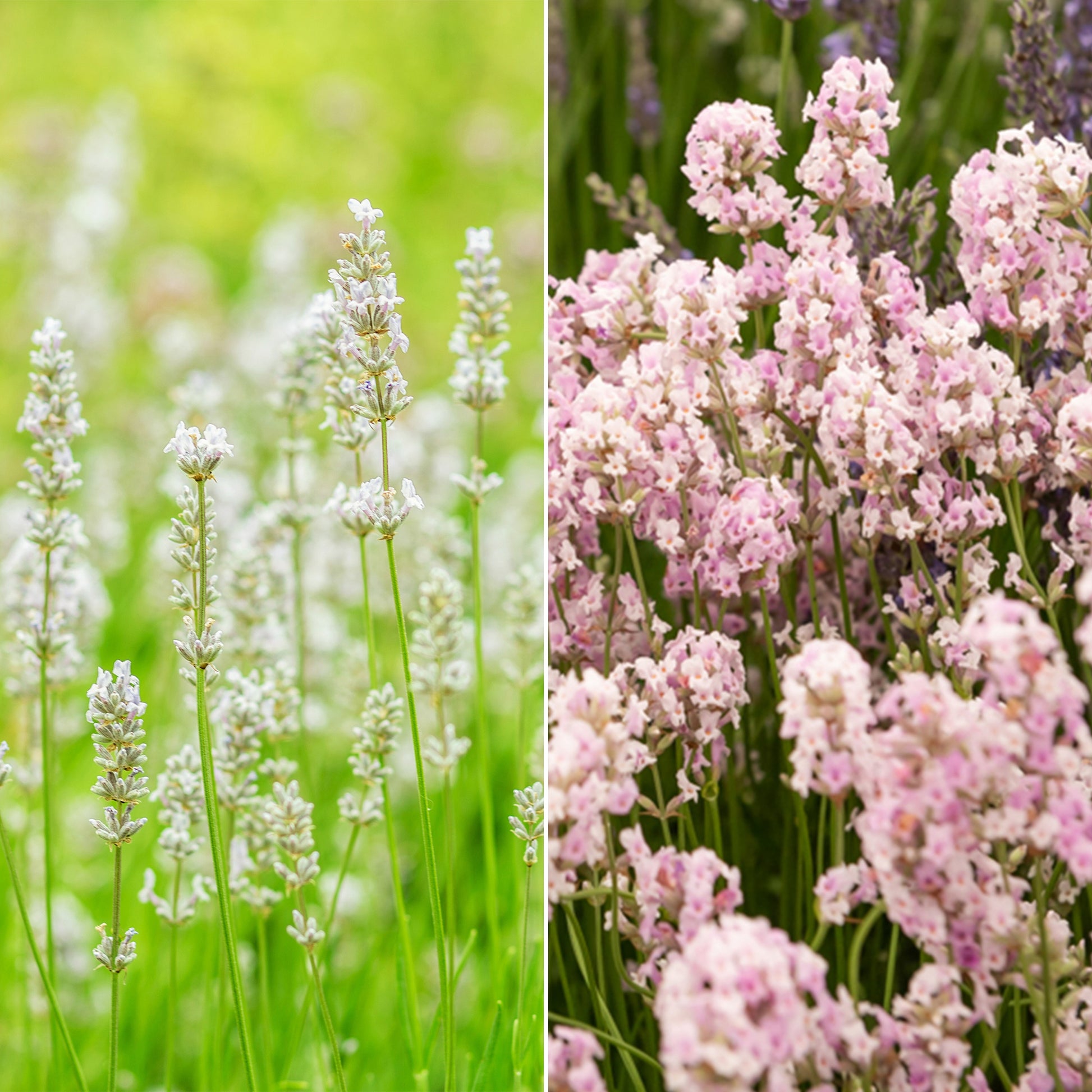 Sammlung von weißem und rosa Lavendel (x4) - Bakker