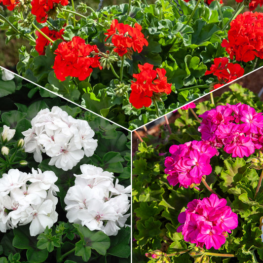 Beetgeranien (rot, weiß, Dark Lilac) (x6) - Bakker