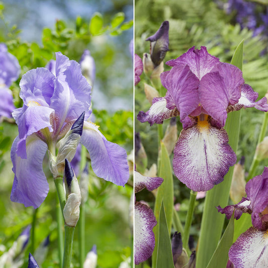 Deutsche Schwertlilien Autumn encore und Lovely Again - Bakker