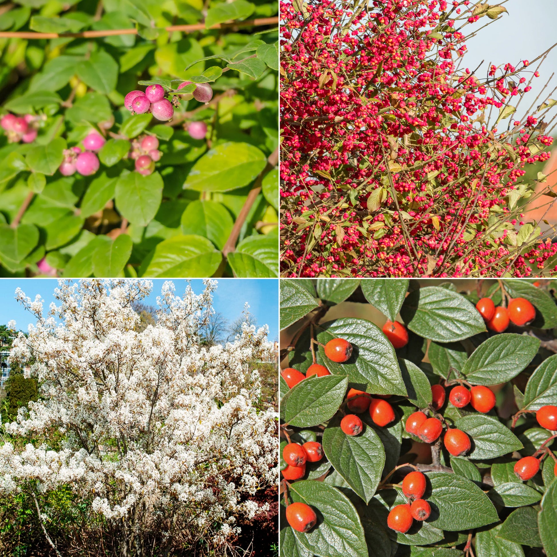 Vogelhecken-Kollektion - Bakker