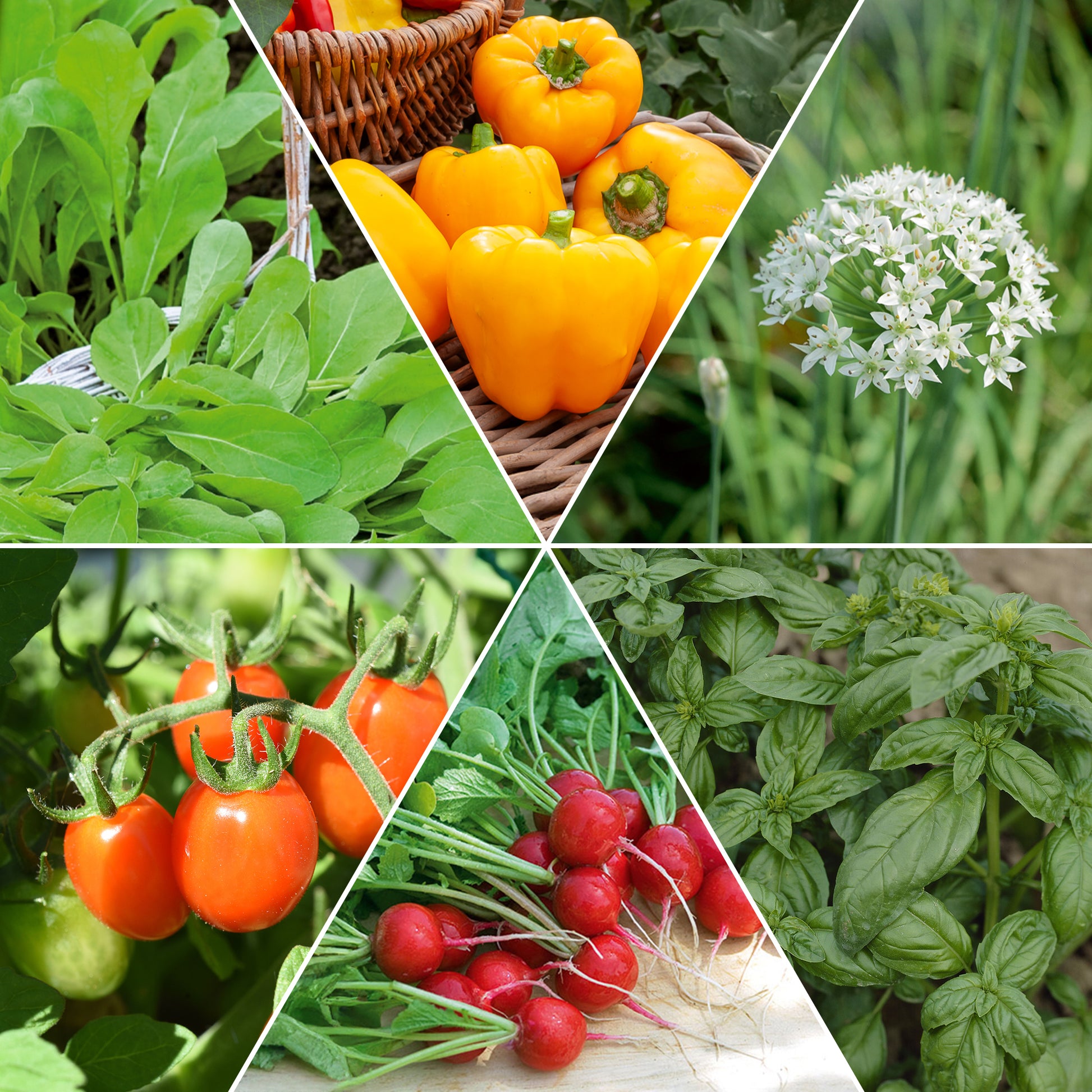Saatgut Saatgut-Kollektion für Hochbeet - Assortiment pour carré potager #1