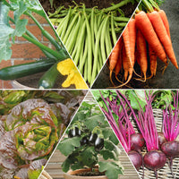 Gemüsebeet Mischung - Assortiment pour carré potager #1 - Bakker