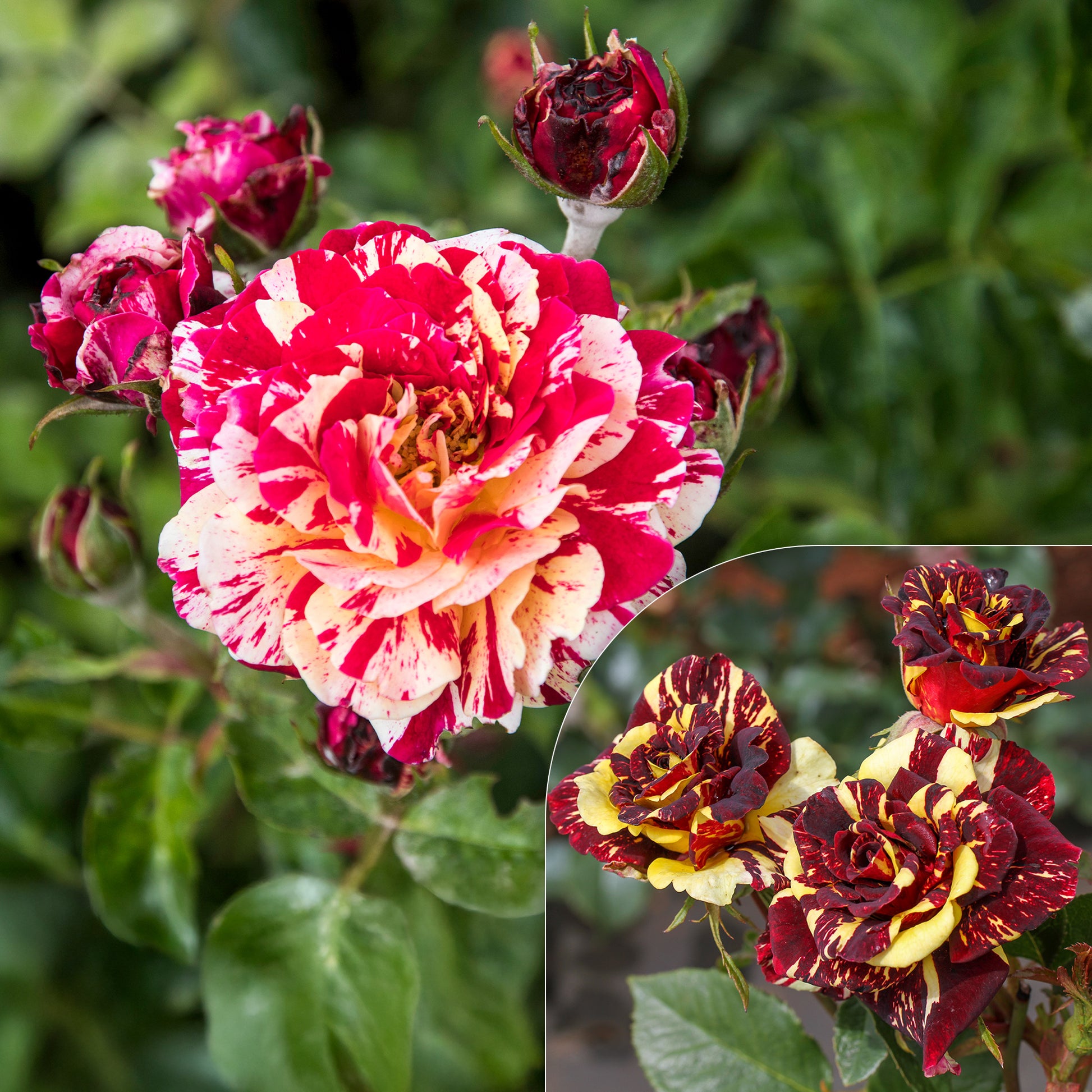 Abrakadabra-Rose - Bakker