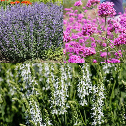 Blumenbeet  Lila & Weiß - Bakker