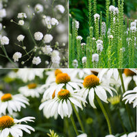 Weißblühende Stauden - Bakker