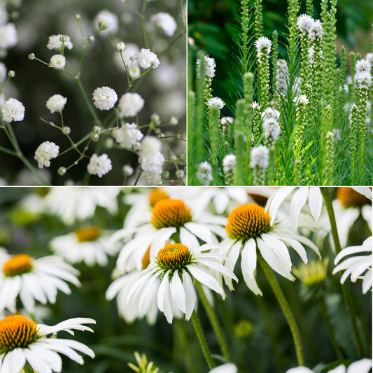 Weißblühende Stauden - Bakker