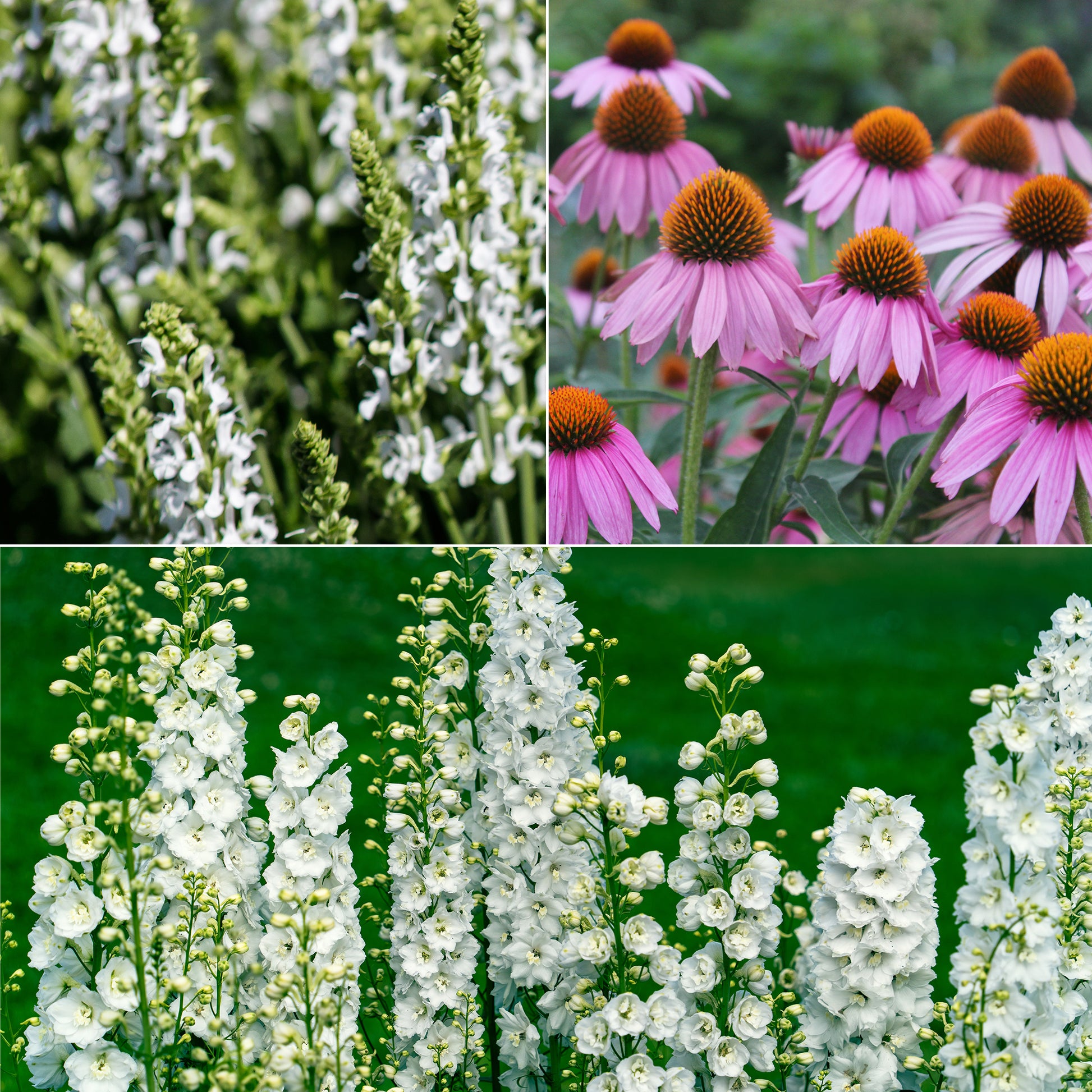 Weiße und rosa Stauden - Bakker
