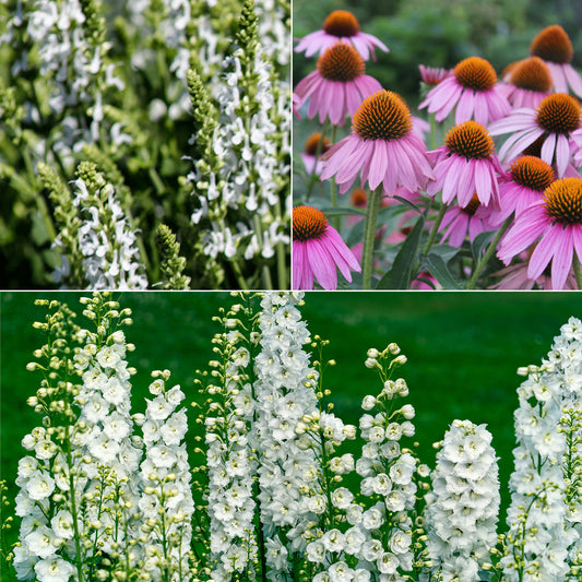Weiße und rosa Stauden - Bakker