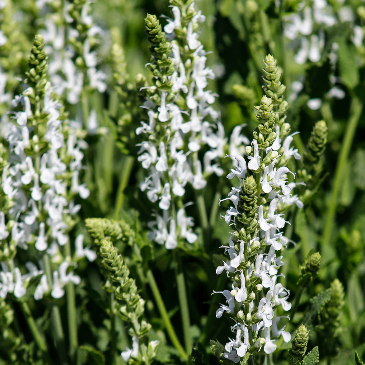 Blühende Stauden - Weiße und rosa Stauden - Delphinium, Salvia, Echninacea